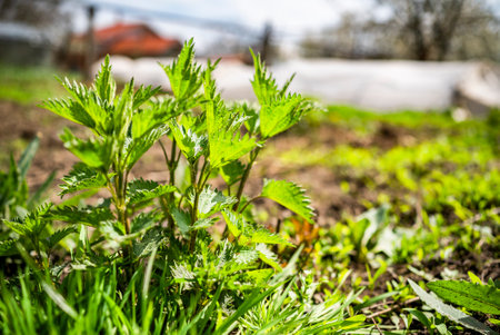 nettles on the background of the vegetable garden.
