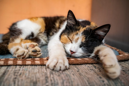 a three-color cat is sleeping on a bedspread.の写真素材