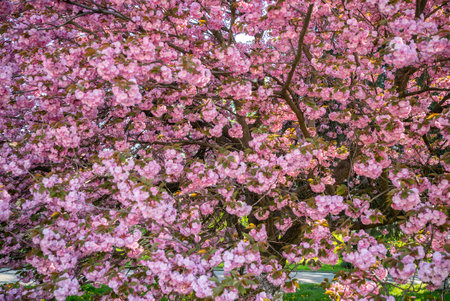 cherry blossom in spring time, closeup of pink flowers