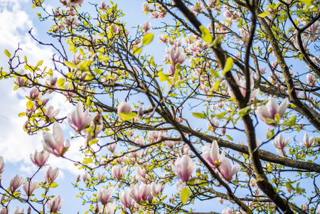 Magnolia tree blossom with white flowers on blue sky background.