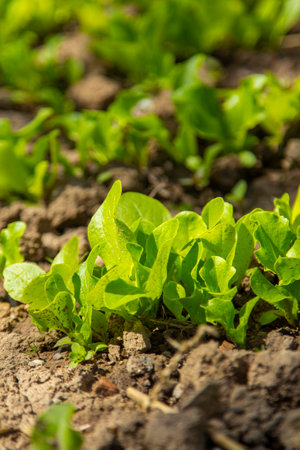 lettuce growing in a greenhouse, vegetarian food, healthy food.の写真素材