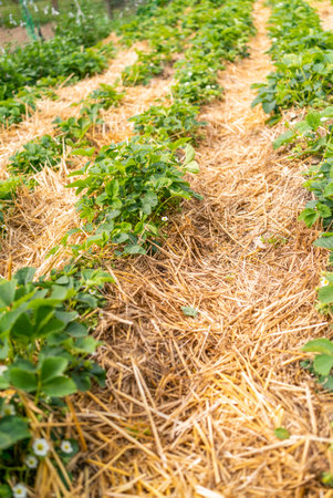 strawberry berries in the garden.の写真素材
