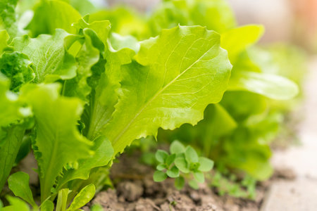 fresh lettuce on the beds in the garden. eco food green diet vegetarian product.の写真素材
