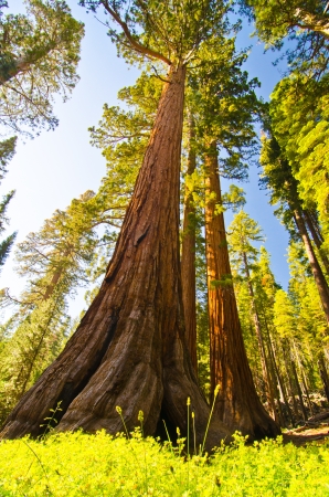 A giant sequoia at Yosemite National Parkの写真素材