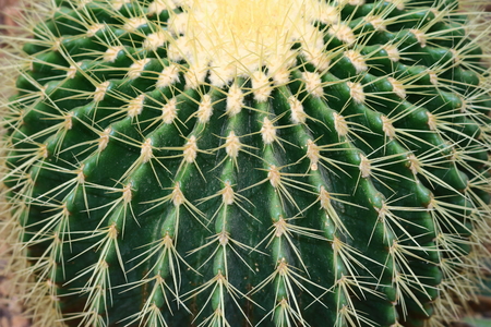 Extreme Close Up Shot Of Cactus Plantの写真素材
