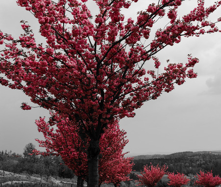 Cherry blossom trees garden on white-black backgroundの写真素材