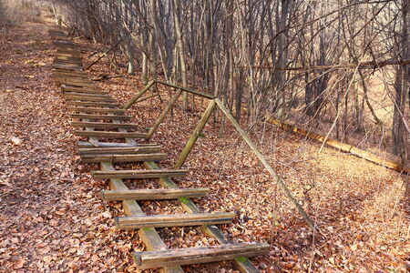 The way to the top in The Austrian Forestの写真素材