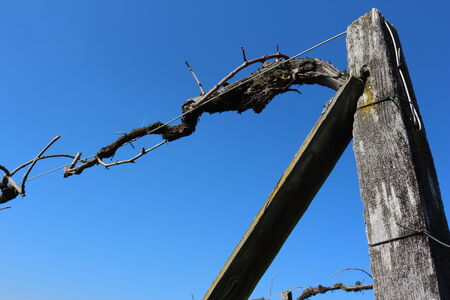 Vineyard Scenery in Styria, Austriaの写真素材