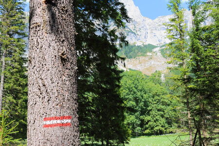 White and red stripes painted mark on tree barkの写真素材