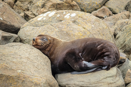A wild New Zealand fur seal is sleeping on the rocks.の写真素材