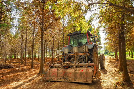The bulldozer at a bald cypress forest in Bade, Taoyuanの写真素材