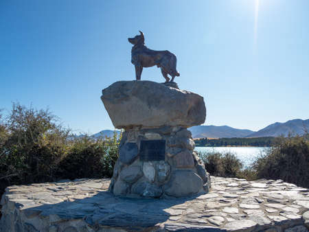 Tekapo, New Zealand - Feb 11, 2020: The sheepdog memorial is a well known bronze statue of a New Zealand Collie sheepdog close to the Church of the Good Shepherd.のeditorial素材