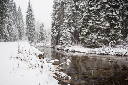 Snowy Forest with a Riverの写真素材
