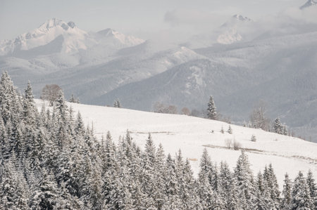 Snowy Mountain Landscape with Bare Trees in Foregroundの写真素材
