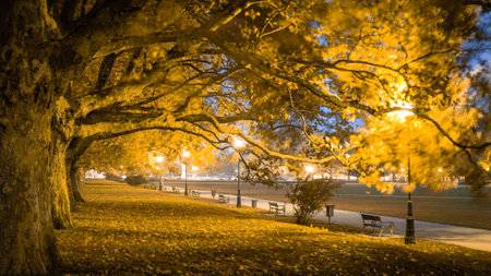Illuminated Autumn Park Scene at Night in Szczecin Poland