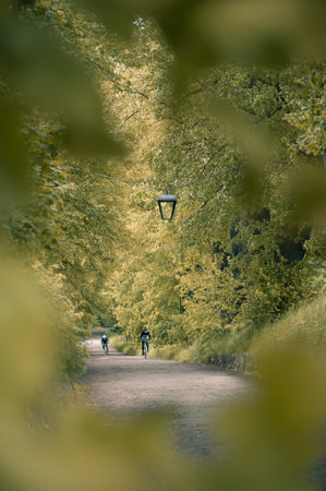 Cyclists on a Path Lined with Trees and Lampsの写真素材