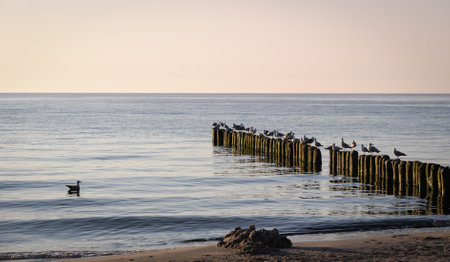 Seagulls Resting on Wooden Groynes in the Sea at Sunsetの写真素材