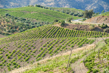 Vineyards and Olive Trees on Hillsides in Douro Valley, Portugalの写真素材