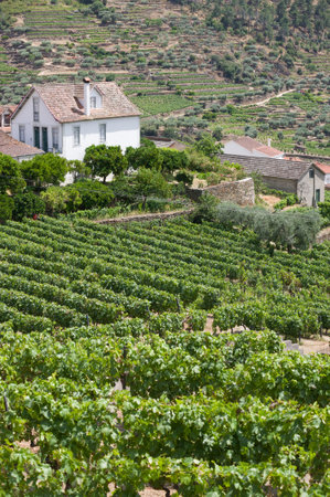 Rural Houses and Terraced Vineyards in Portugalの写真素材