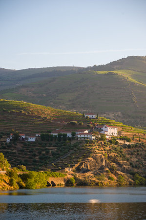 River Landscape with Vineyards and Houses in Douro Valley, Portugal