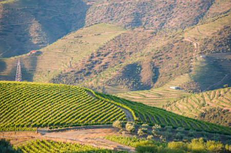 Landscape with Terraced Vineyards and Hills in Douro Valley, Portugalの写真素材
