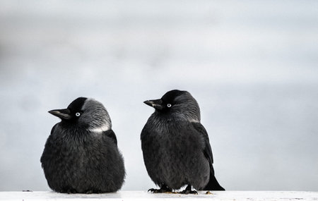 Two Birds Perched on a White Surfaceの写真素材