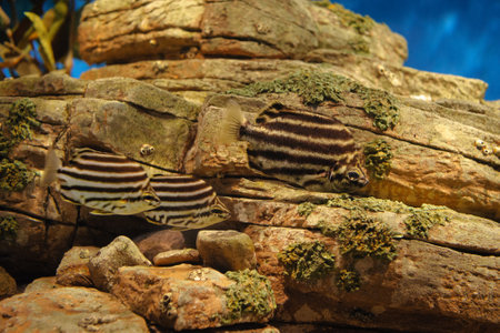 School of Striped Fish in an Aquarium. Lisbon Portugal Oceanarium.の写真素材