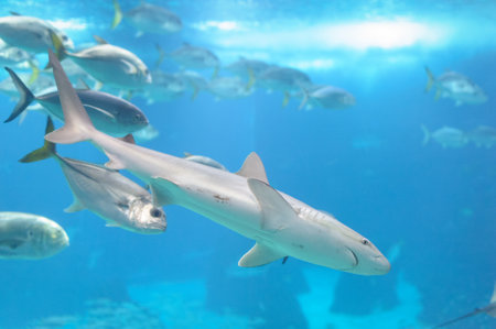 Shark Swimming in an Aquarium Tank. Lisbon Portugal Oceanarium.