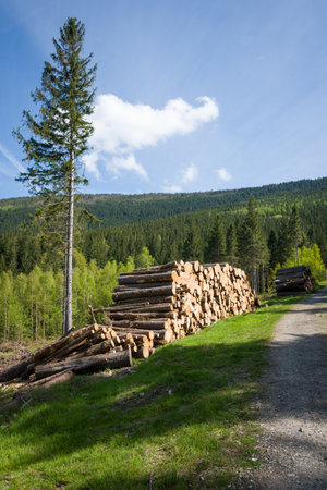 A pile of logged timber near a forest road within Karkonosze National Park, Poland.