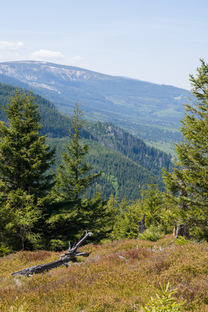 Looking out at mountain view with pines.の写真素材