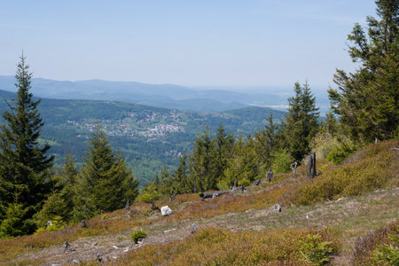 View on Karpacz from mountain, with pines in frame.の写真素材