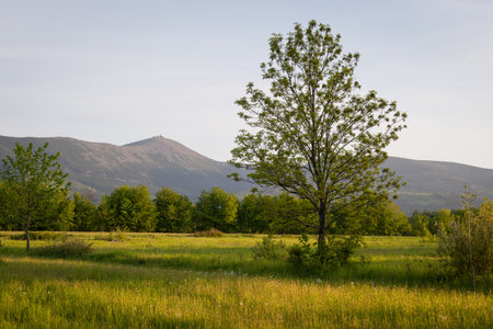 A scenic landscape view of Sniezka peak over the tree.の写真素材