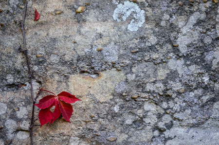 Vine with red leaves on a concrete wallの写真素材