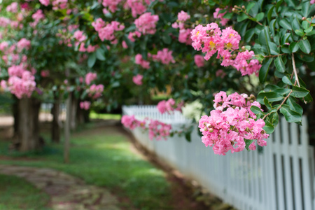 Pink Crepe Myrtles and a Picket Fenceの写真素材