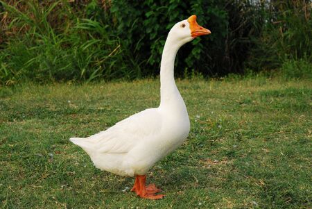 White Gooseの写真素材