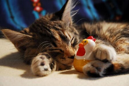 Kittenの写真素材