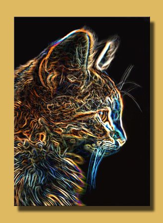 Kittenの写真素材