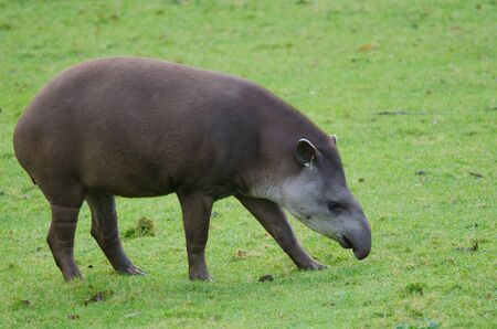 A Brazillian Tapir grazesの写真素材