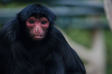 A red-faced spider monkey sitsの写真素材