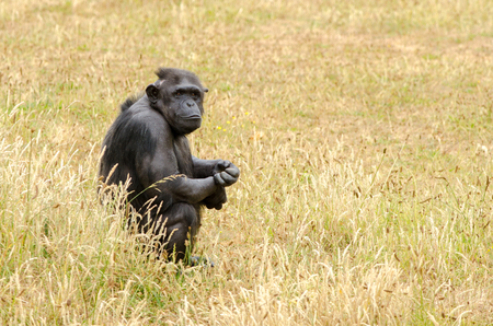 A chimpanzee sits and observesの写真素材