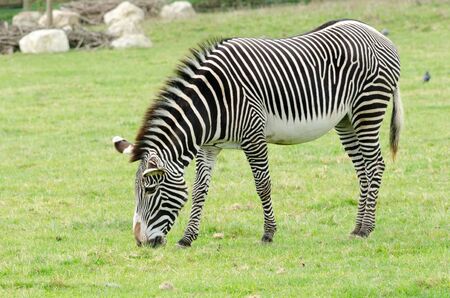 A Brevy's Zebra grazesの写真素材