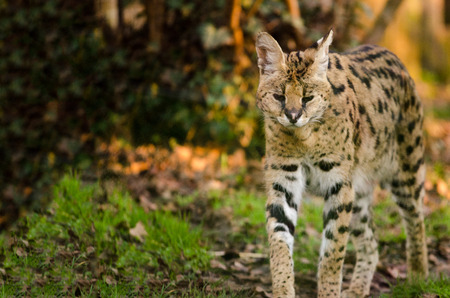 A Serval prowls its territoryの写真素材