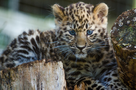 An Amur Leopard Cub lounges in a treeの写真素材