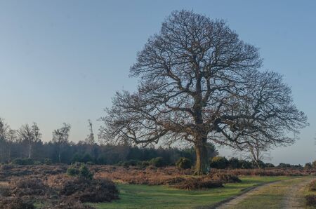 The landscape near Bratley View in the New Forest National Parkの写真素材
