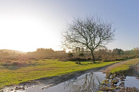 The landscape near Bratley View in the New Forest National Parkの写真素材