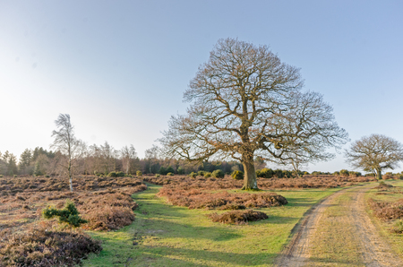 The landscape near Bratley View in the New Forest National Parkの写真素材