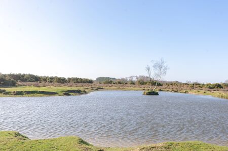 Landscapes near Appleslade Inclosure in the New Forest National Parkの写真素材