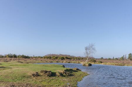 Landscapes near Appleslade Inclosure in the New Forest National Parkの写真素材