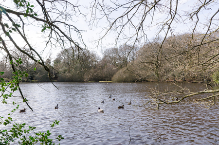 Eyeworth Pond near Fritham, New Forest National Parkの写真素材