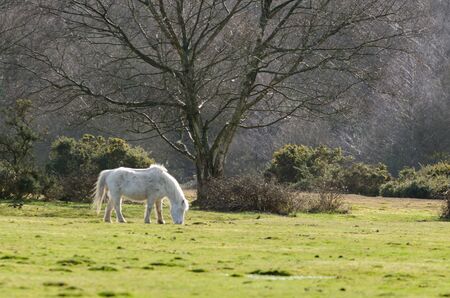 Ponies graze near Janesmoor Pond, New Forest National Parkの写真素材